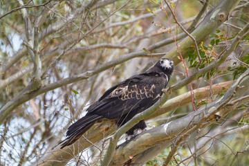 Close-Up of a Black Cockatoo Perched on a Tree Branch in Its Natural Habitat 