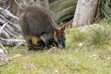 Wild Wallaby Grazing on Grass in a Natural Forest Clearing  