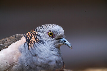 Close-Up of a bar-crested dove Resting on the Ground with a Soft Blurred Background