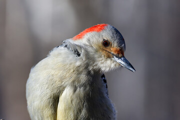 Close up of a Red-bellied woodpecker (Melanerpes carolinus) looking down and to the side
