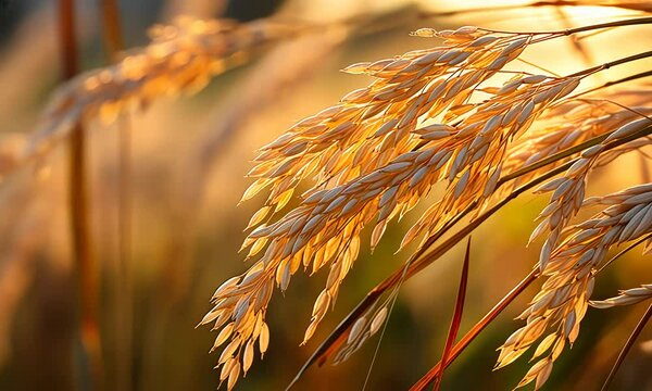 Golden Hour rice Field Stunning Nature 4k