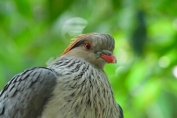 Close-Up of a Crested Pigeon with Red Eye and Green Blurred Background  