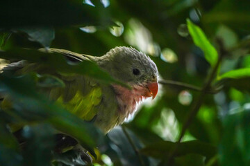 Close-Up of a Green Parrot Perched Among Lush Leaves in Natural Habitat  