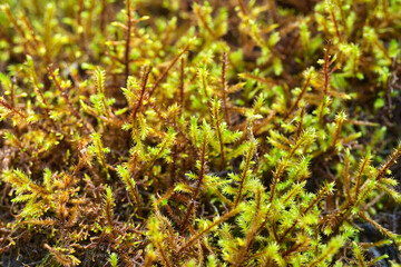 Close-up of vibrant green and brown moss, showcasing intricate details and textures.