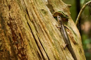 Close-Up of a Brown Skink Lizard on a Tree Trunk in a Tropical Forest  