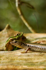 Close-Up of a Brown Skink Lizard on a Tree Trunk in a Tropical Forest  