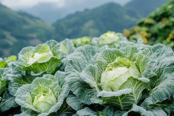 Naklejka premium Thai mountain grown Chinese cabbage