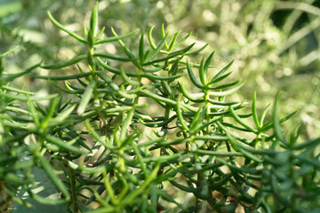 Close-up of vibrant green succulent plant with slender, pointed leaves.  Textured and detailed foliage.