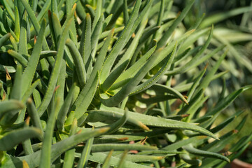 Close-up of vibrant green aloe vera plants, showcasing their thick, pointed leaves.