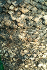 Close-up of textured tree bark, showing intricate diamond pattern. Natural, organic texture.