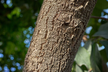 Fototapeta premium Close-up of textured tree bark against a blurred green background. Natural detail and organic texture.