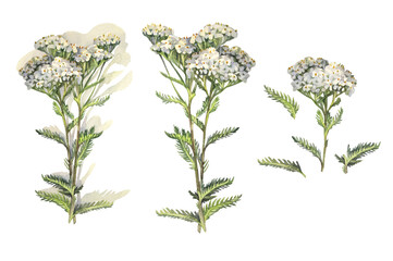 Set with watercolor yarrow isolated on white background. Flower milfoil for card wedding invite. Creative summer or spring clipart for sticker wallpaper or wrapping. Design element for sketchbook © NatashaKun