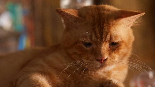 Close-up portrait of an orange cat with yellow eyes