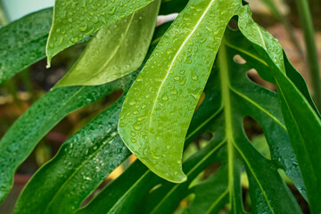Close-up of vibrant green leaves glistening with water droplets. Lush foliage texture.