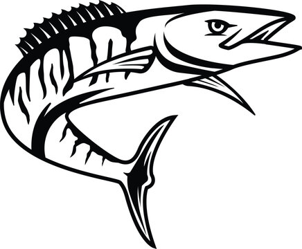 Vector Illustration of a wahoo fish. Acanthocybium solandri. A scombrid fish