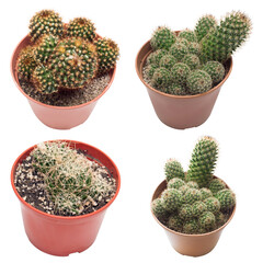 Collection cactus with long thorns in a pot isolated on white background. Flat lay, top view