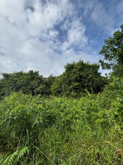 Lush Wild Plants and Small Trees Under a Clear, Vibrant Morning Sky in Tropical Pekanbaru