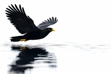 Fototapeta premium Majestic Black Bird In Flight Over Calm Water Surface Reflection