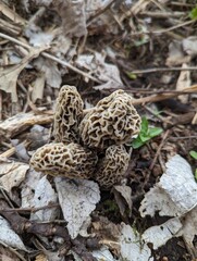 Four morel mushrooms found on the forest floor in Iowa.