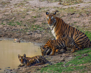 Wildlife of Madhya Pradesh