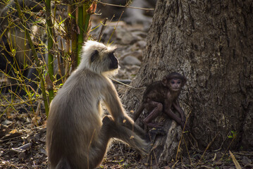 Obraz premium Wildlife of Madhya Pradesh