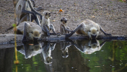Wildlife of Madhya Pradesh