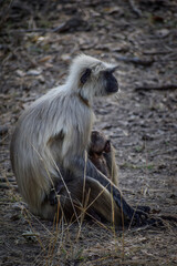 Wildlife of Madhya Pradesh