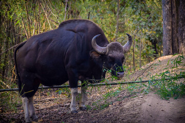 Wildlife of Madhya Pradesh