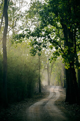 Obraz premium Wildlife of Madhya Pradesh