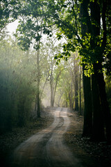 Obraz premium Wildlife of Madhya Pradesh