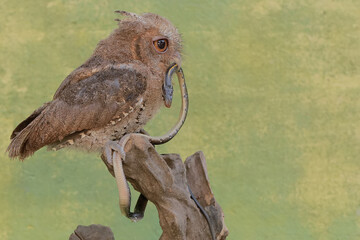 A Javan scops owl preys on a small snake. This nocturnal bird has the scientific name Otus lempiji.
