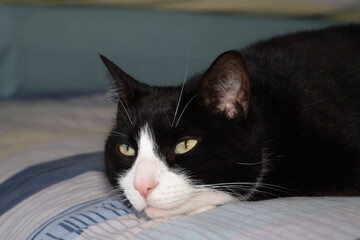 tuxedo cat resting on bed