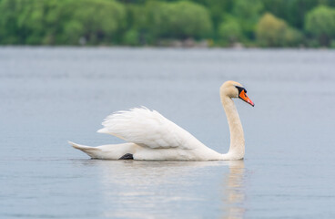 Obraz premium Graceful white Swan swimming in the lake, swans in the wild. Portrait of a white swan swimming on a lake.