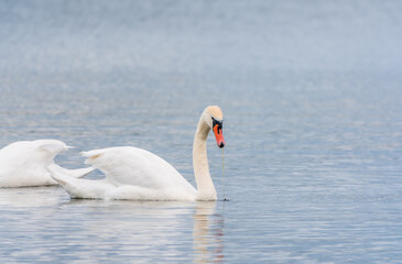 Obraz premium Two Graceful white Swans swimming in the lake, swans in the wild