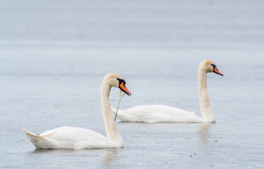 Obraz premium Two Graceful white Swans swimming in the lake, swans in the wild