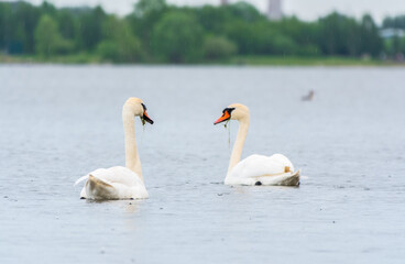 Fototapeta premium Two Graceful white Swans swimming in the lake, swans in the wild