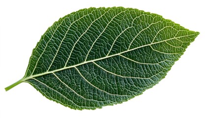 Obraz premium A Single Green Leaf Isolated On White Background