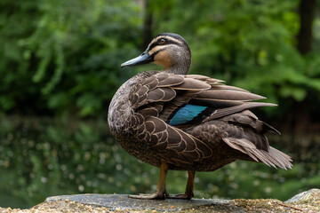 Pacific Black Duck 