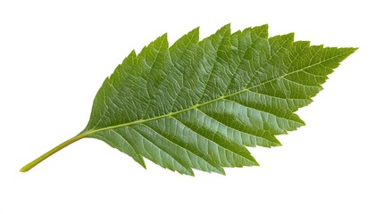 Obraz premium A single green leaf isolated on white background