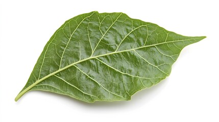 Obraz premium Single Green Leaf Isolated On White Background