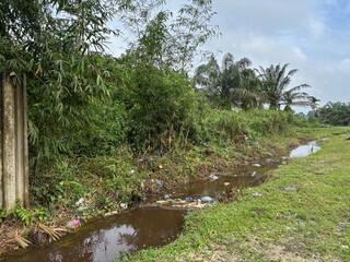 Tropical Plants, Bamboo Trees, and Trash-Littered Ditch Along the Asphalt Road
