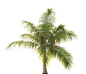 Fototapeta premium Tropical palm tree isolated on transparent background. single tall Barbel palm tree PNG with a slender, textured trunk and feathery green fronds. acanthophoenix rubra tree. palm tree leaves PNG.