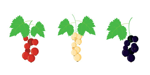 Bunch of black red white currant. Fresh ripe berry fruit. Summer garden harvest. Healthy vegan organic vitamin food. Tea jam dessert ingredient. Element for design © Paolo