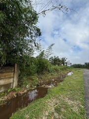 Tropical Plants, Bamboo Trees, and Trash-Littered Ditch Along the Asphalt Road