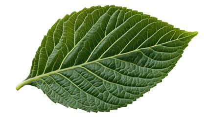 Obraz premium Single Green Leaf Isolated On White Background