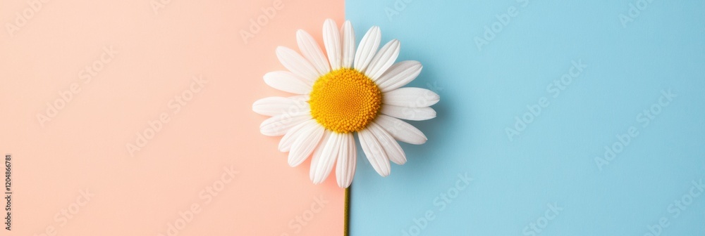 Aufkleber bright daisy contrasting against pastel pink and blue backgrounds in a simplistic design for a calmi
