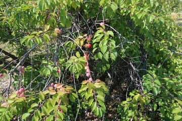 American Plum tree fruits, Colorado