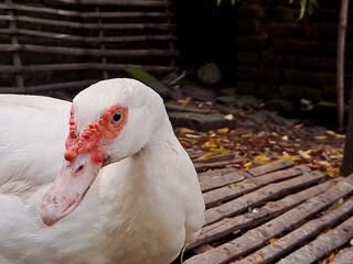 Fototapeta premium portrait of a majestic Muscovy duck with its distinctive white plumage and red facial markings. Perfect for farm animal photography, nature imagery
