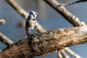 Blue Jay 
