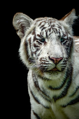 portrait of a juvenile Bengala white tiger